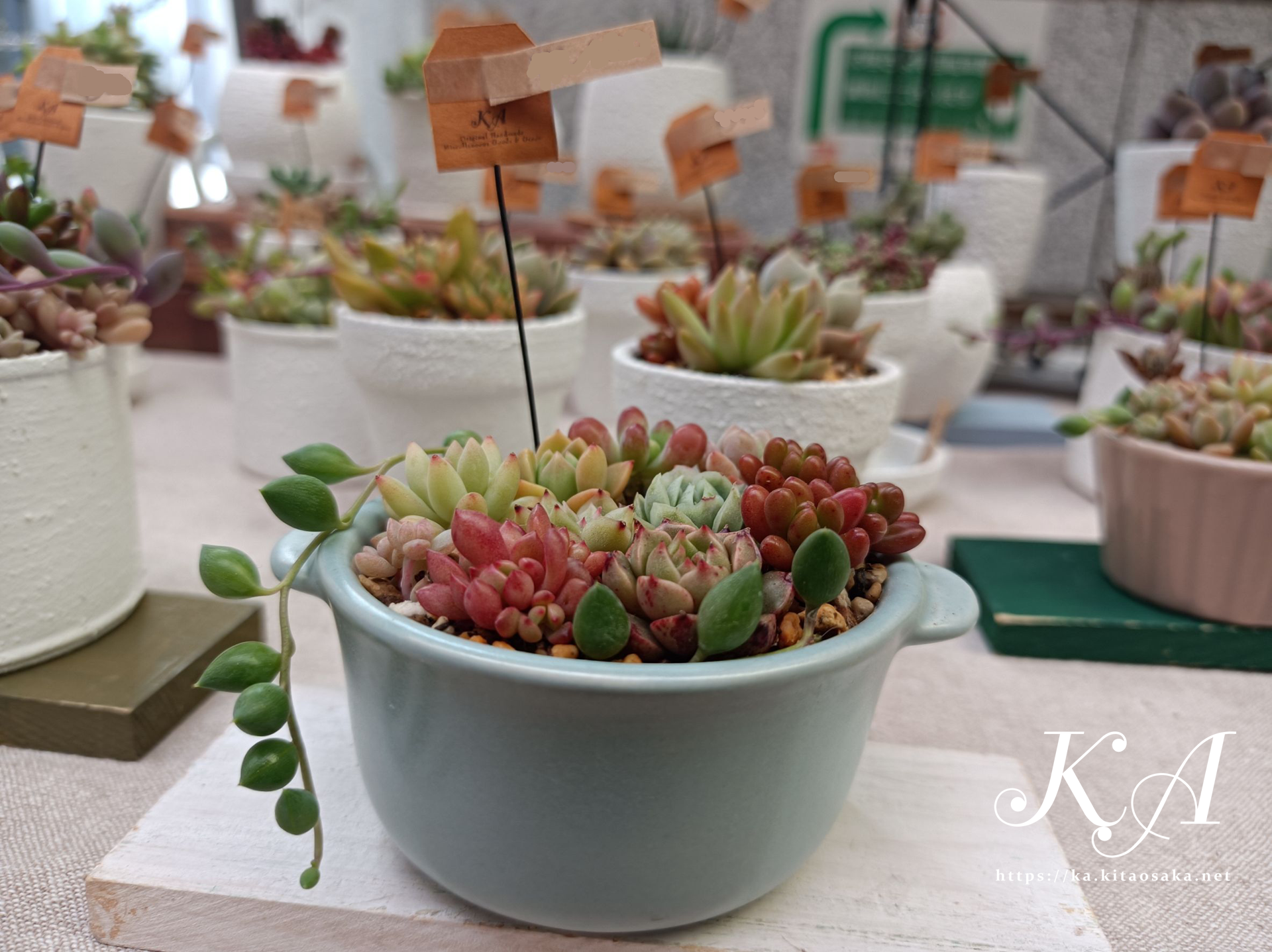 多肉植物のプチ寄せ植え人気です！みくに楽市楽座マルシェ　2025年4月20日（日）
