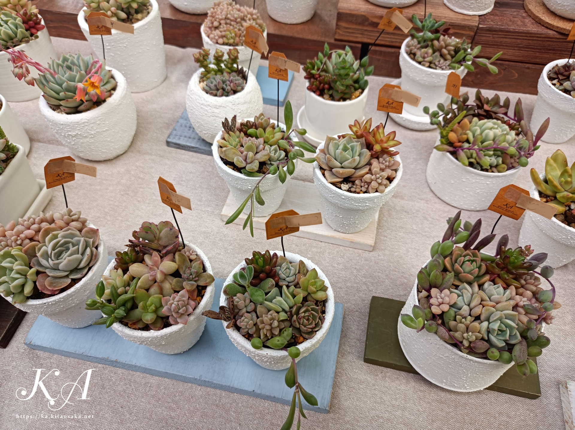 お花畑のような多肉植物を多数出品！みくに楽市楽座マルシェ　2025年4月20日（日）