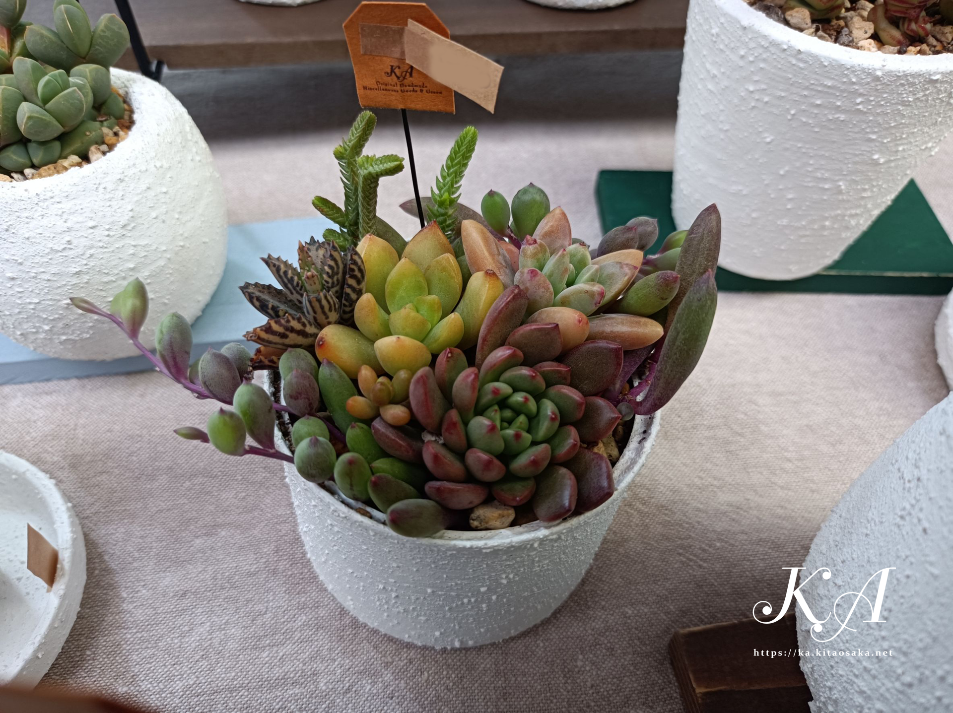 コンパクトな多肉植物の寄せ植えを多数出品！みくに楽市楽座マルシェ　2025年4月20日（日）