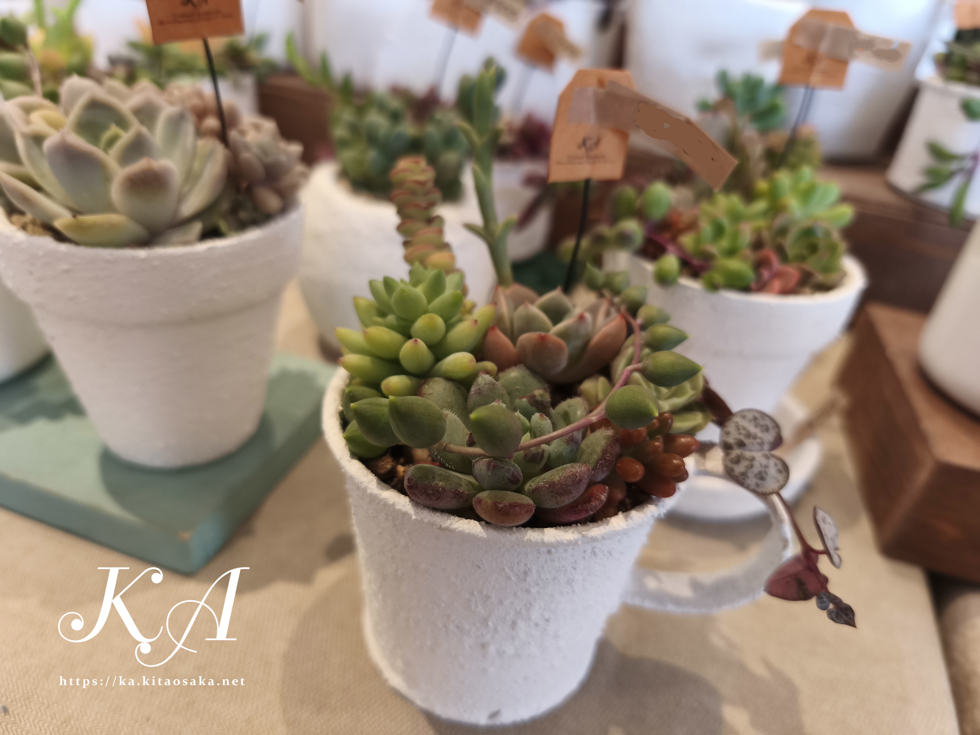 いろどりマルシェ オアシスタウンキセラ川西 多肉植物寄せ植え