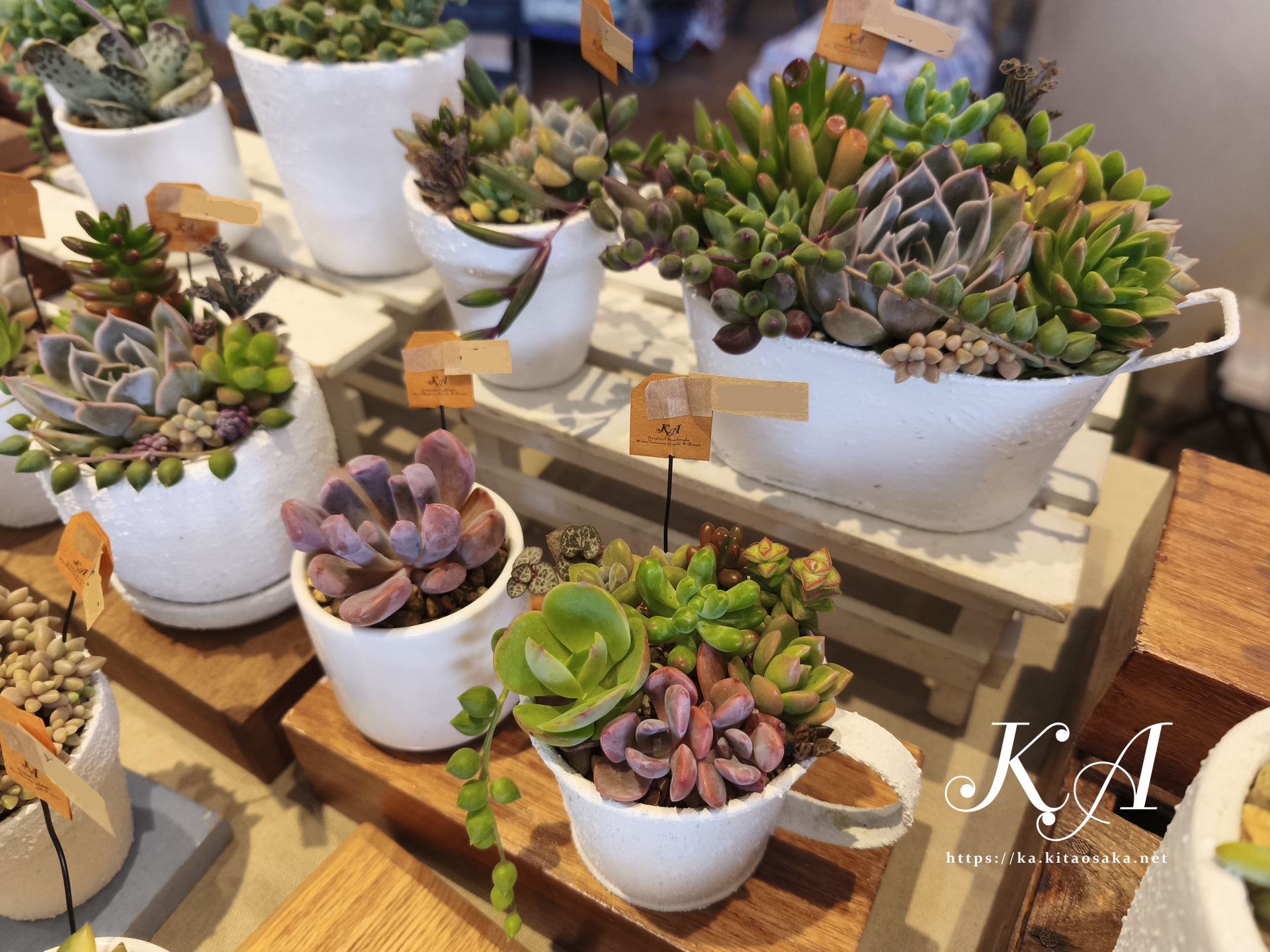 いろどりマルシェ オアシスタウンキセラ川西 多肉植物