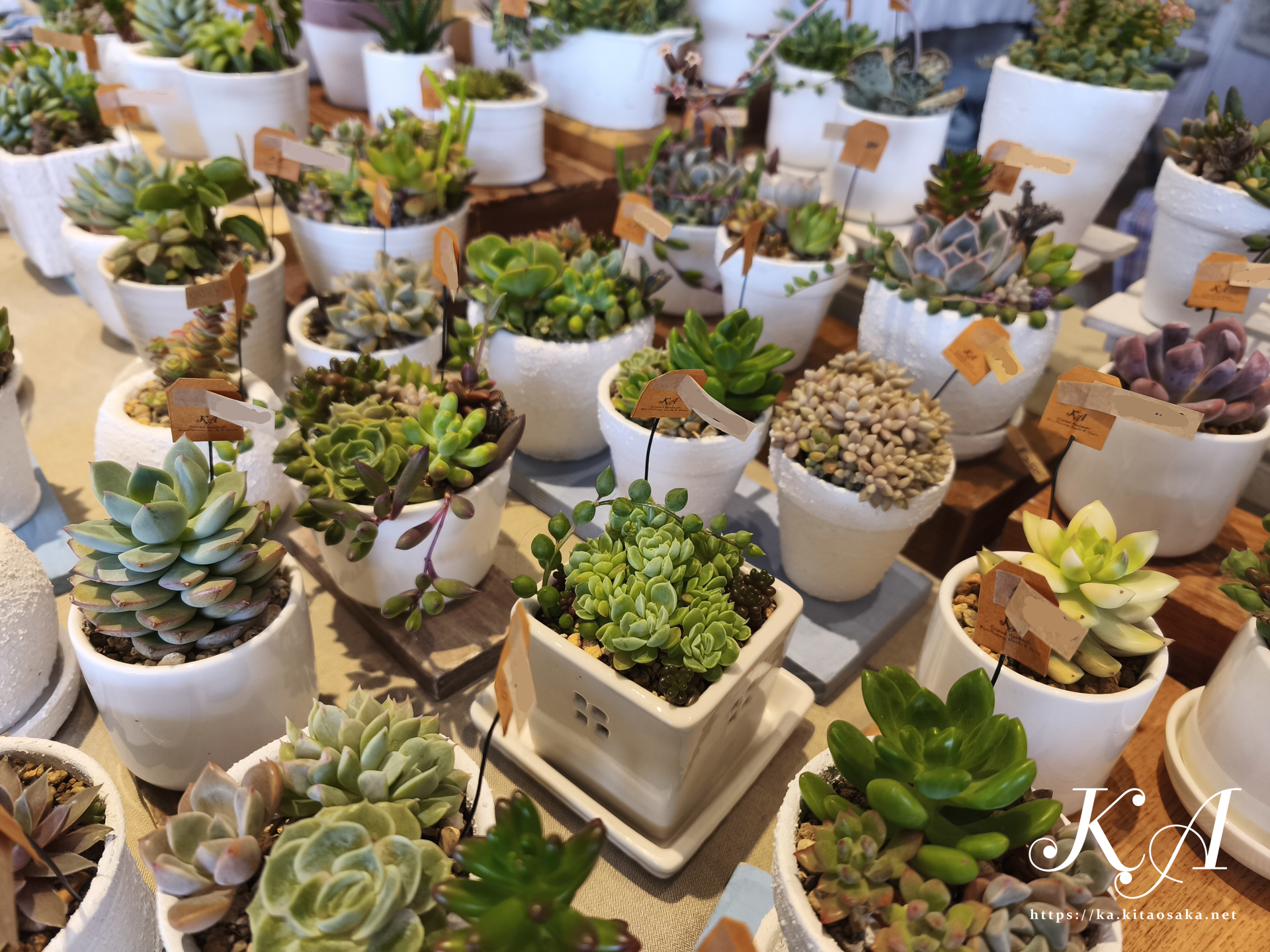いろどりマルシェ オアシスタウンキセラ川西 多肉植物メドレー