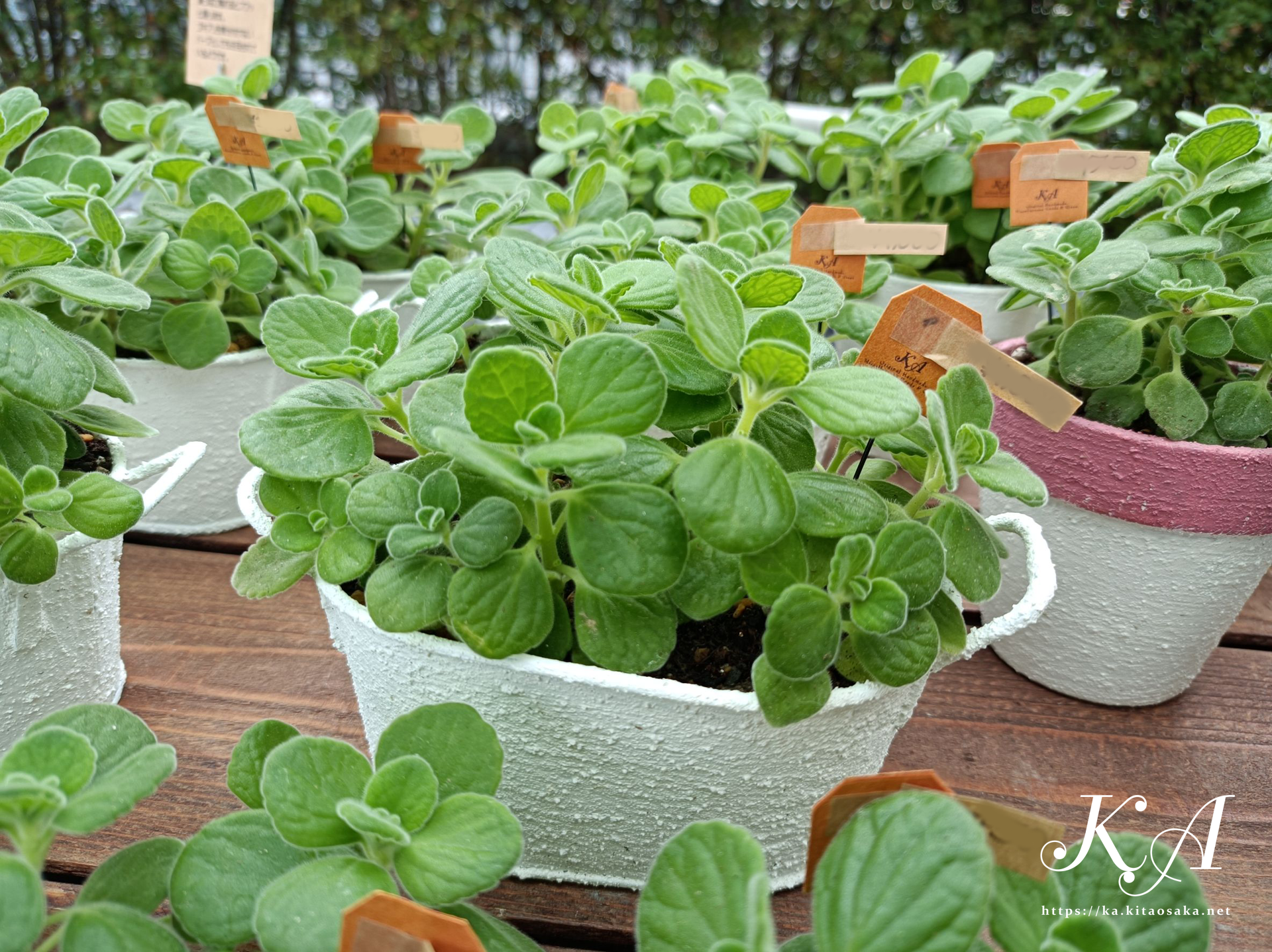 2025たちばなあきのえんがわでのKA出店風景