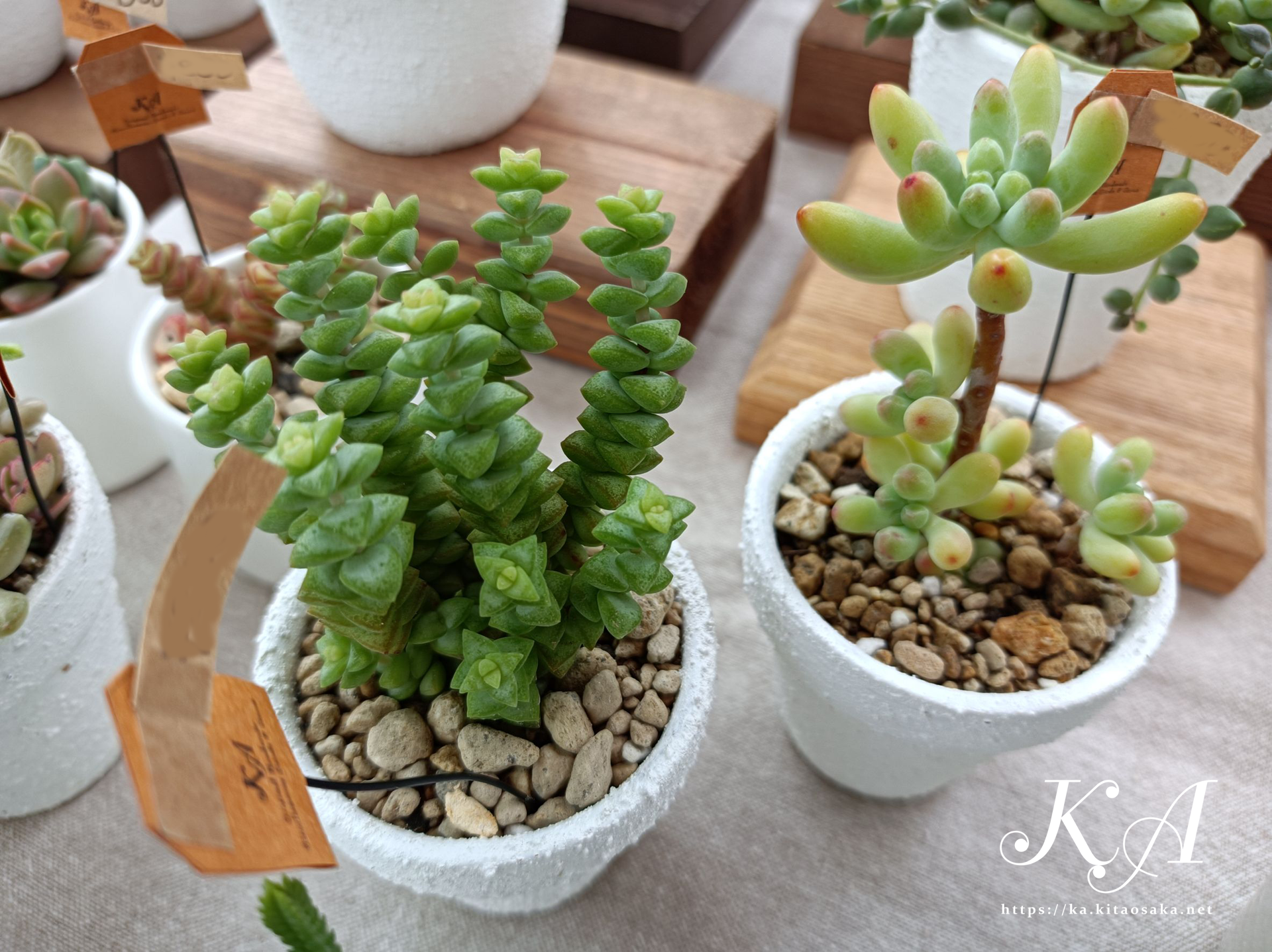 2025たちばなあきのえんがわでのKA出店風景