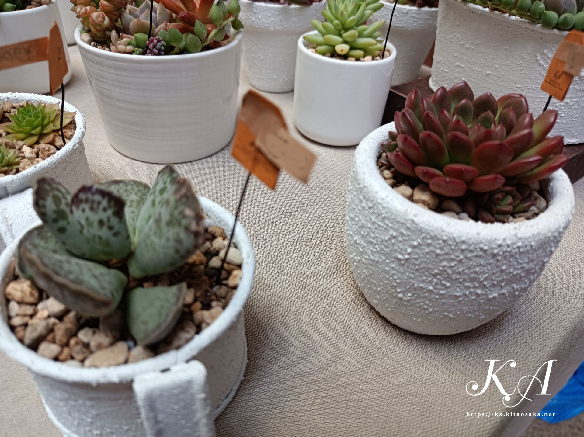 多肉植物の紅葉始まって彩り鮮やかです！35thみくに楽市楽座マルシェの様子　2025年10月26日（日）