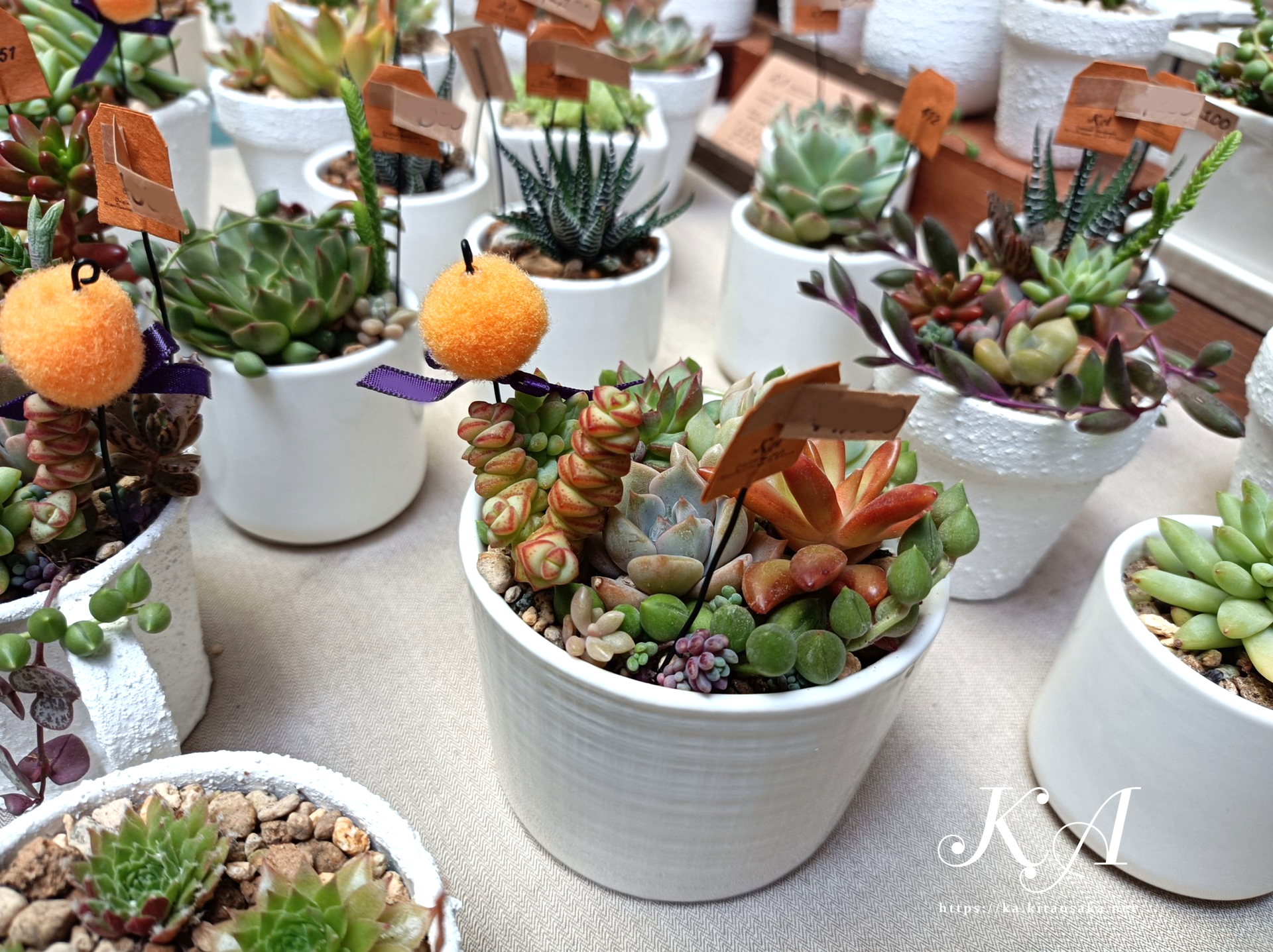 多肉植物の紅葉始まって彩り鮮やかです！35thみくに楽市楽座マルシェの様子　2025年10月26日（日）