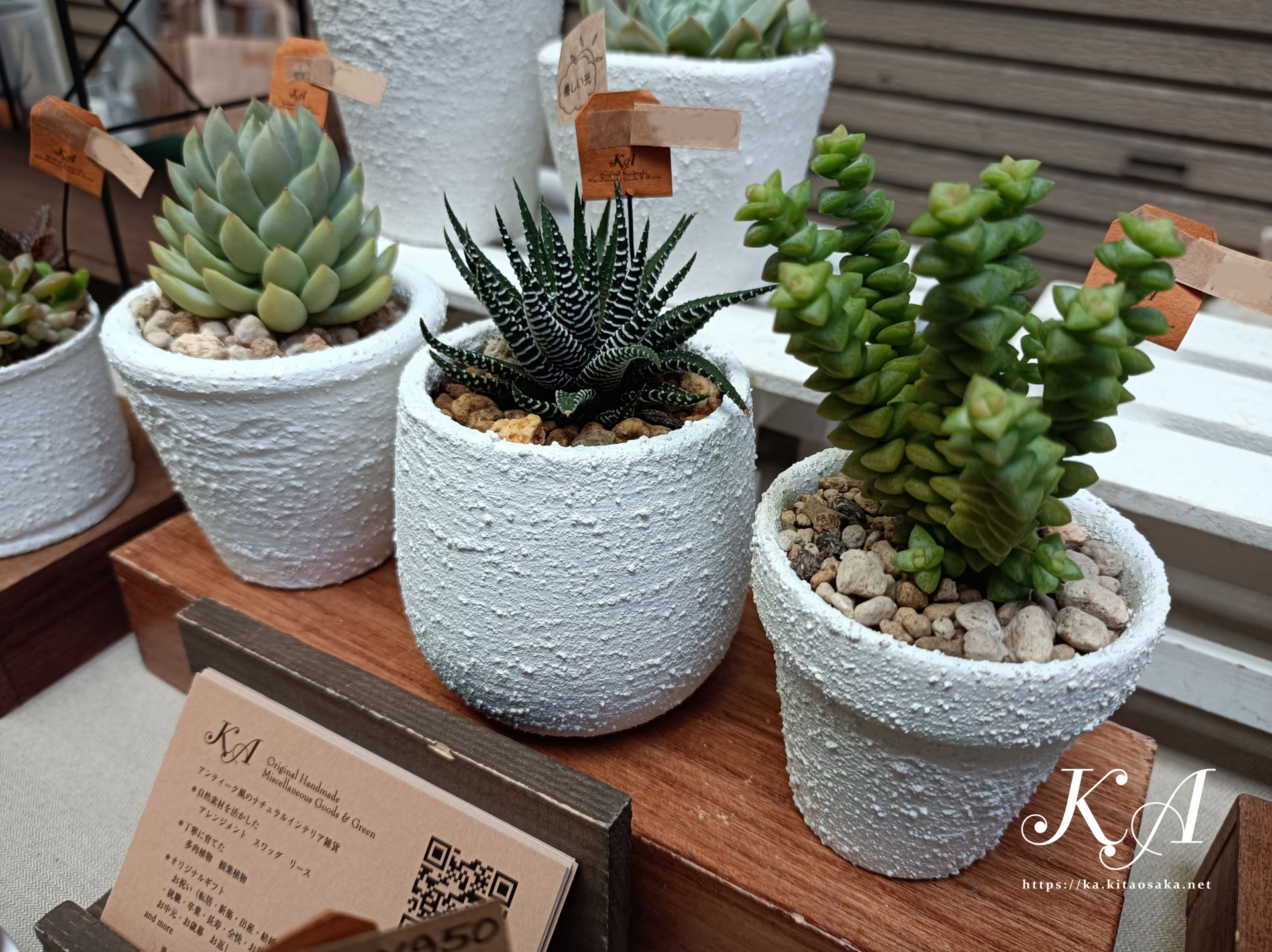 多肉植物の紅葉始まって彩り鮮やかです！35thみくに楽市楽座マルシェの様子　2025年10月26日（日）