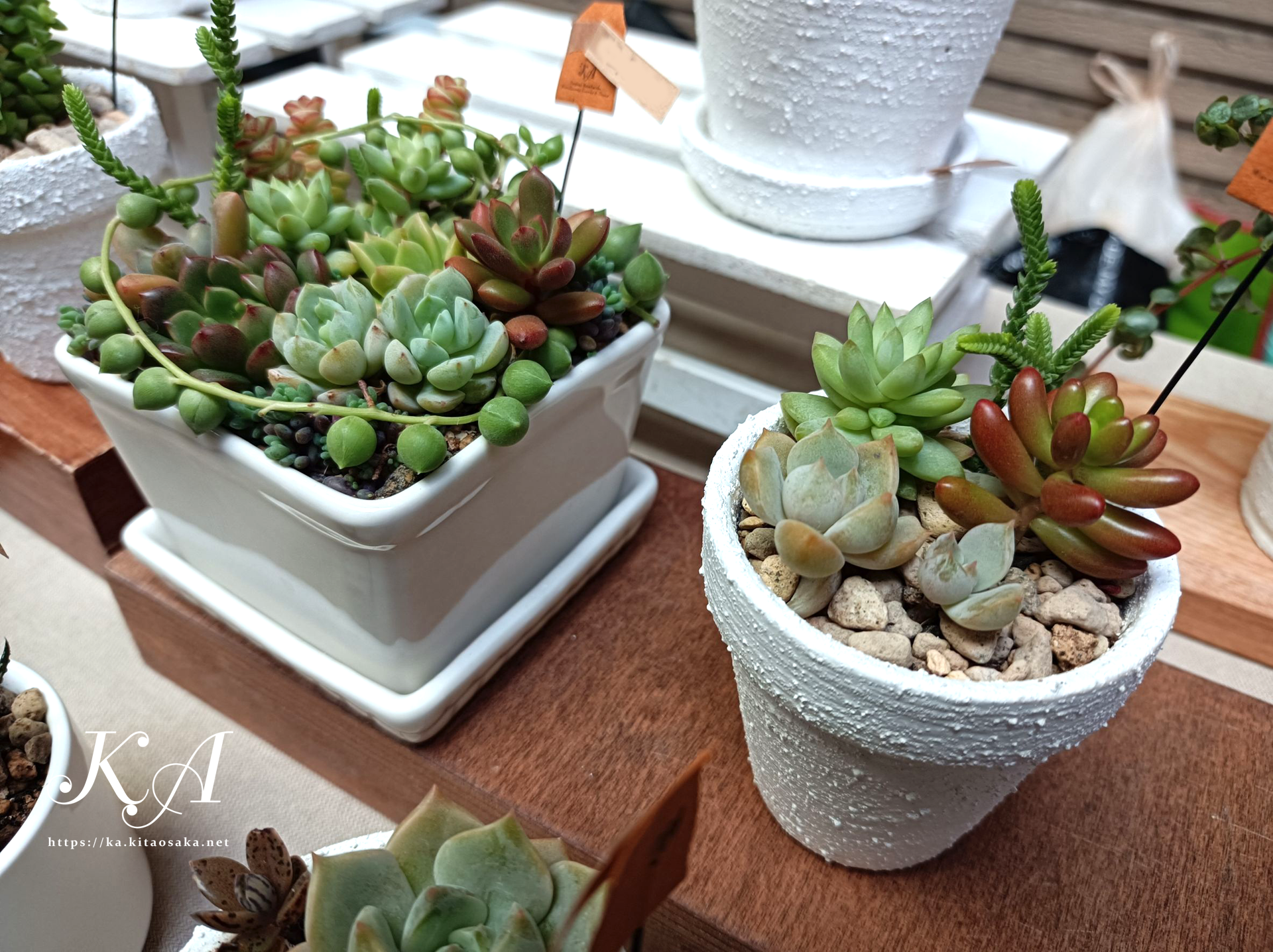 多肉植物の紅葉始まって彩り鮮やかです！35thみくに楽市楽座マルシェの様子　2025年10月26日（日）