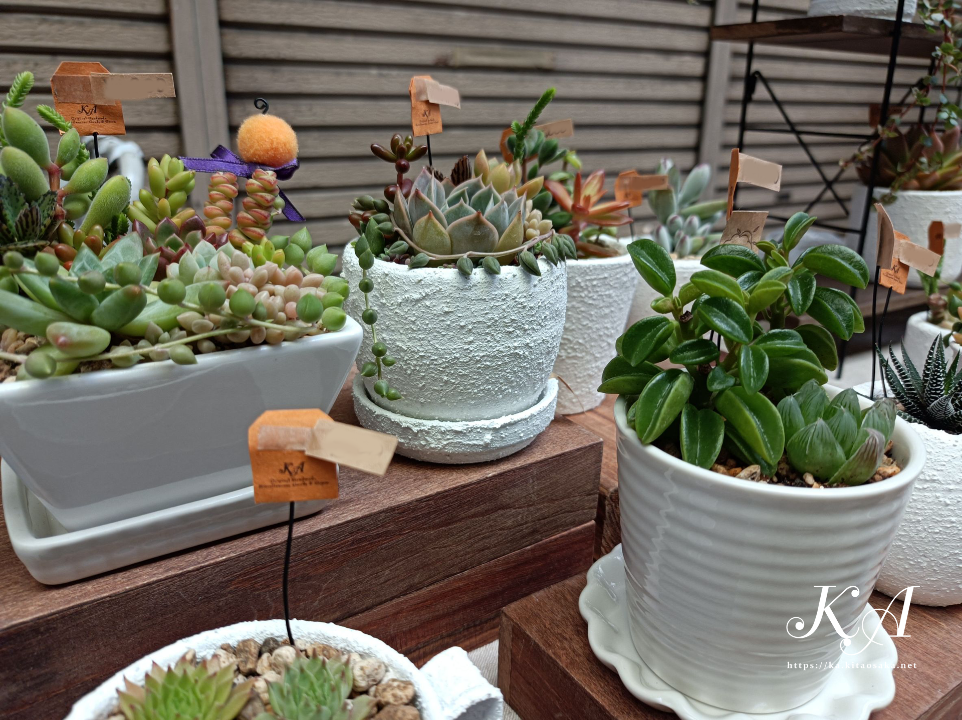 多肉植物の紅葉始まって彩り鮮やかです！35thみくに楽市楽座マルシェの様子　2025年10月26日（日）