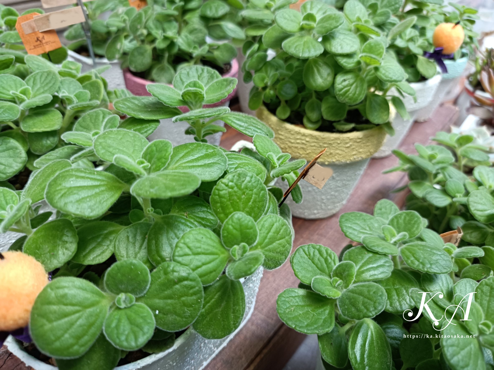 人気のアロマティカス。35thみくに楽市楽座マルシェの様子　2025年10月26日（日）