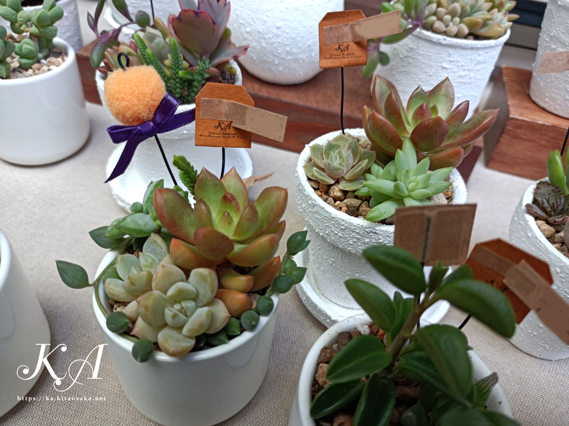 多肉植物の紅葉始まって彩り鮮やかです！35thみくに楽市楽座マルシェの様子　2025年10月26日（日）