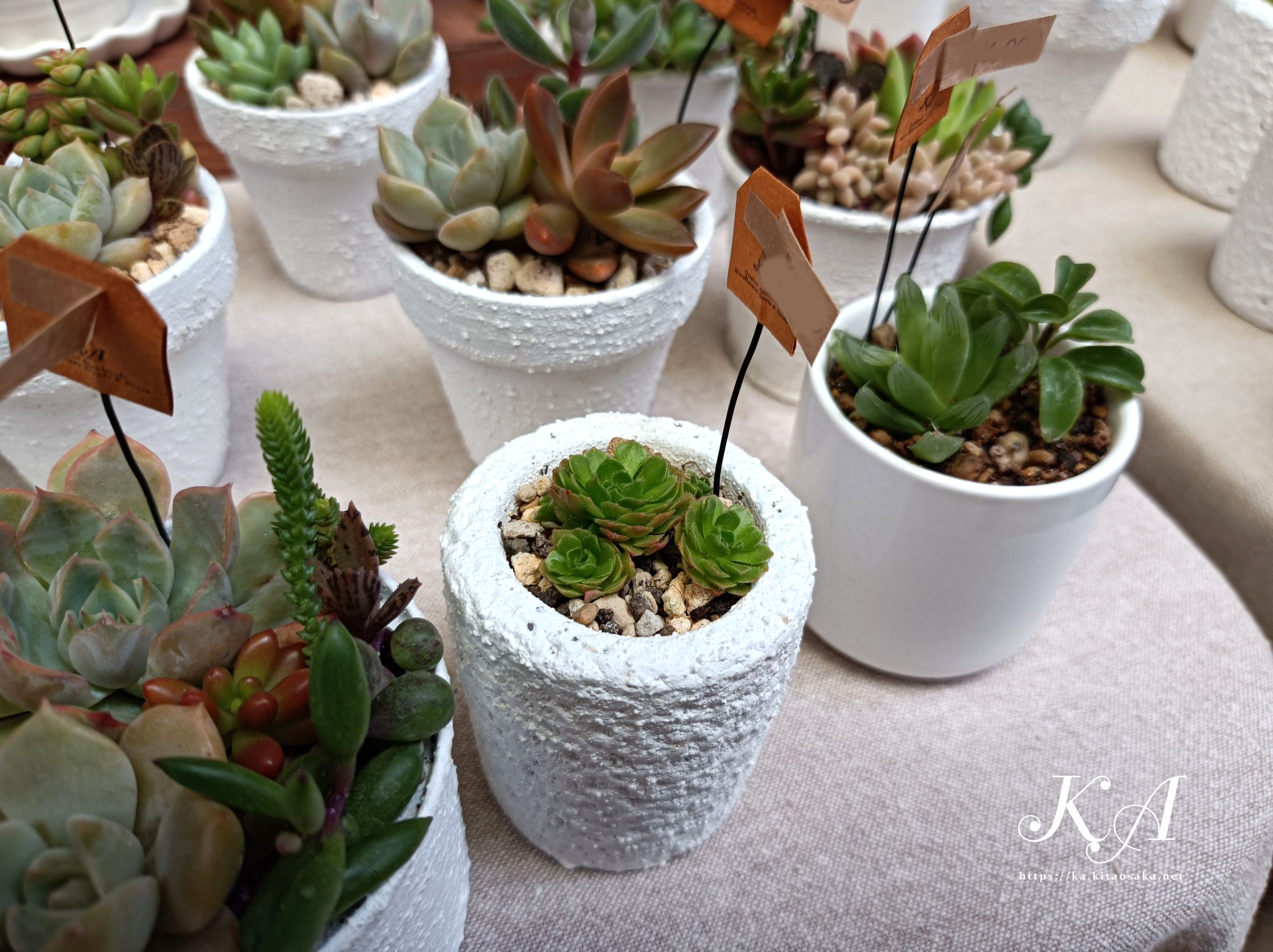 多肉植物の紅葉始まって彩り鮮やかです！35thみくに楽市楽座マルシェの様子　2025年10月26日（日）