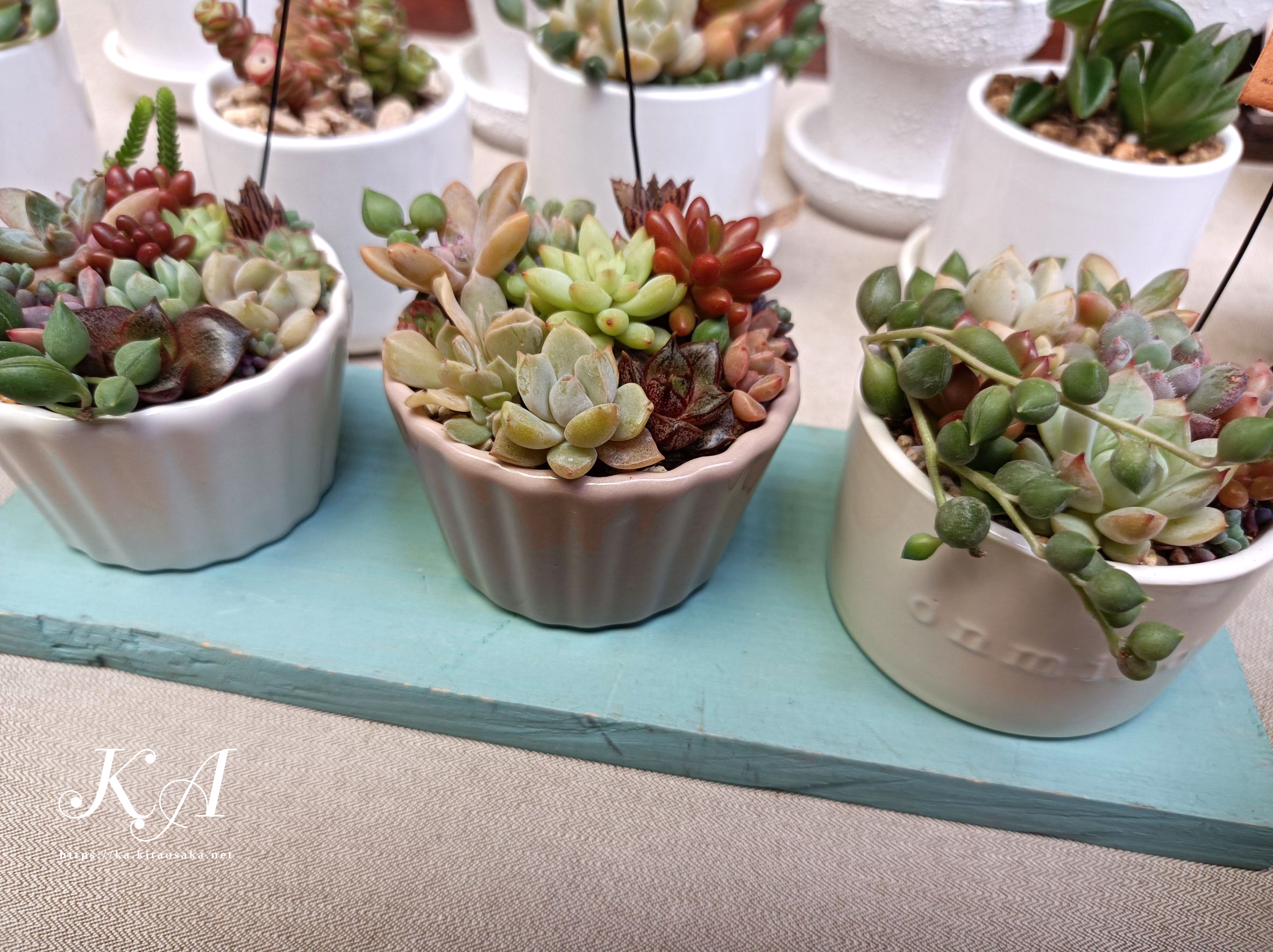 多肉植物の紅葉始まって彩り鮮やかです！35thみくに楽市楽座マルシェの様子　2025年10月26日（日）