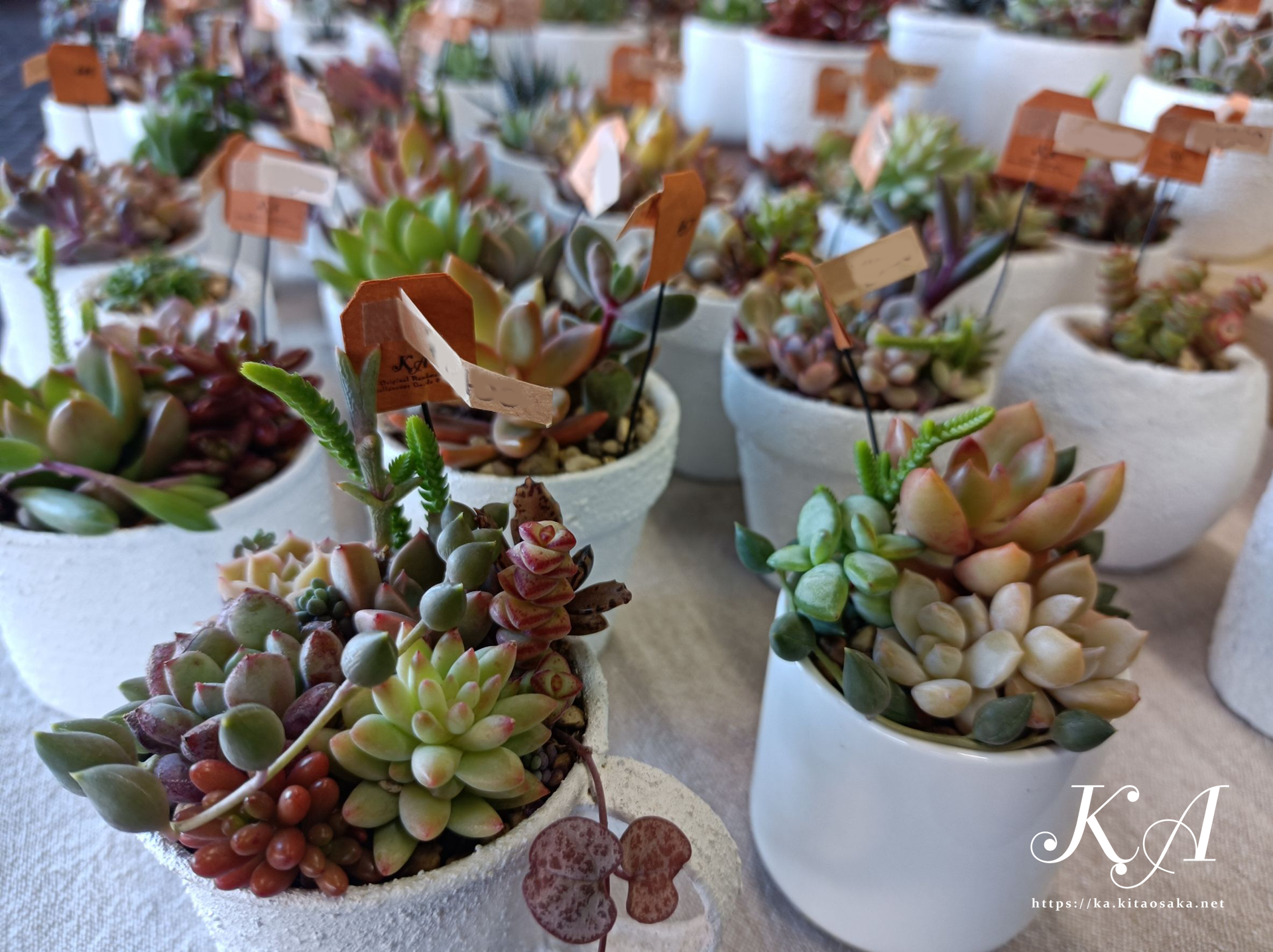 Ｎビルマーケット当日の様子 2025年11月16日