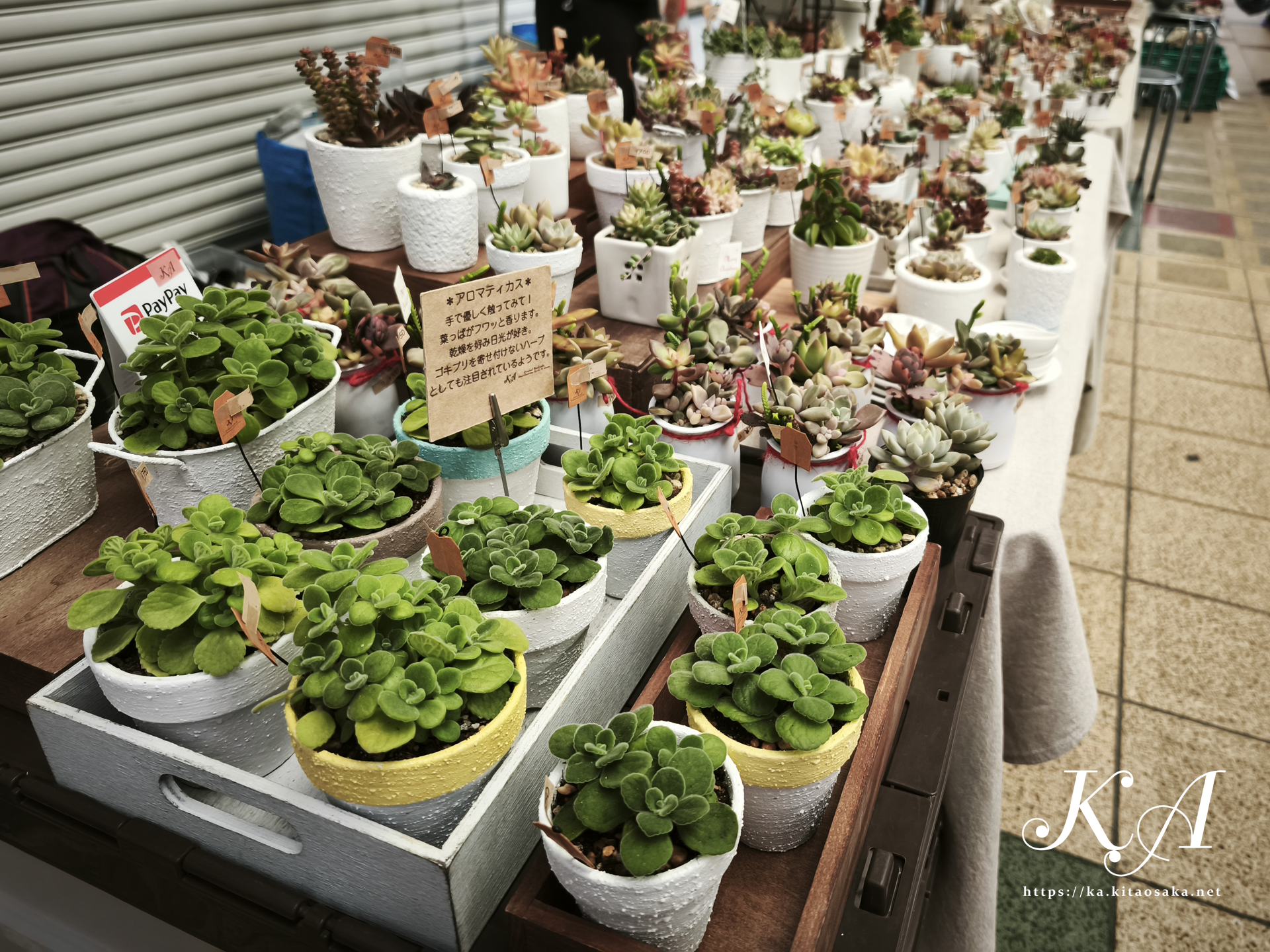 36th みくに楽市楽座マルシェ　2024年12月7日（日）当日の様子