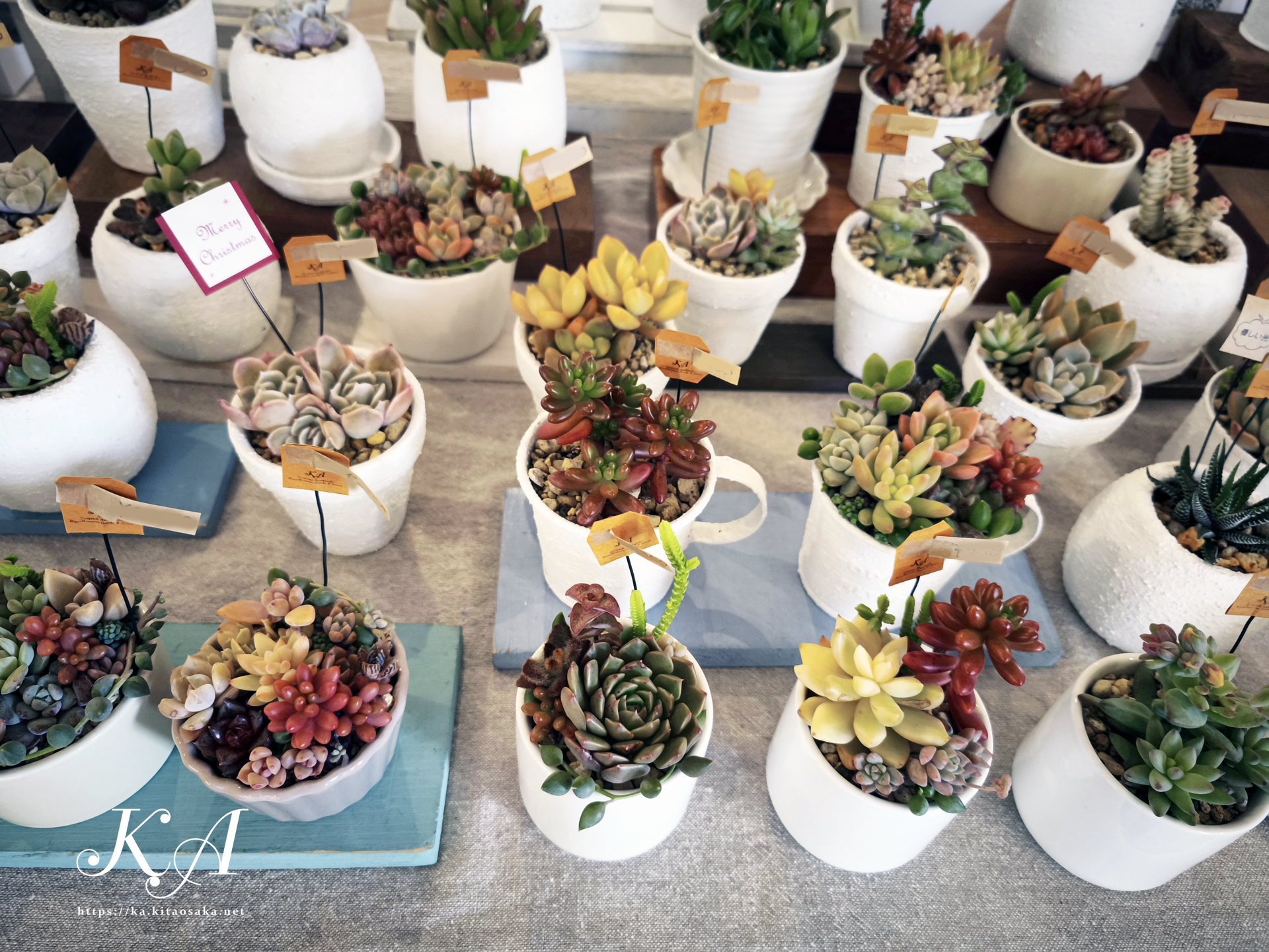 いろどりマルシェ オアシスタウンキセラ川西　2025年12月21日（土）当日の様子