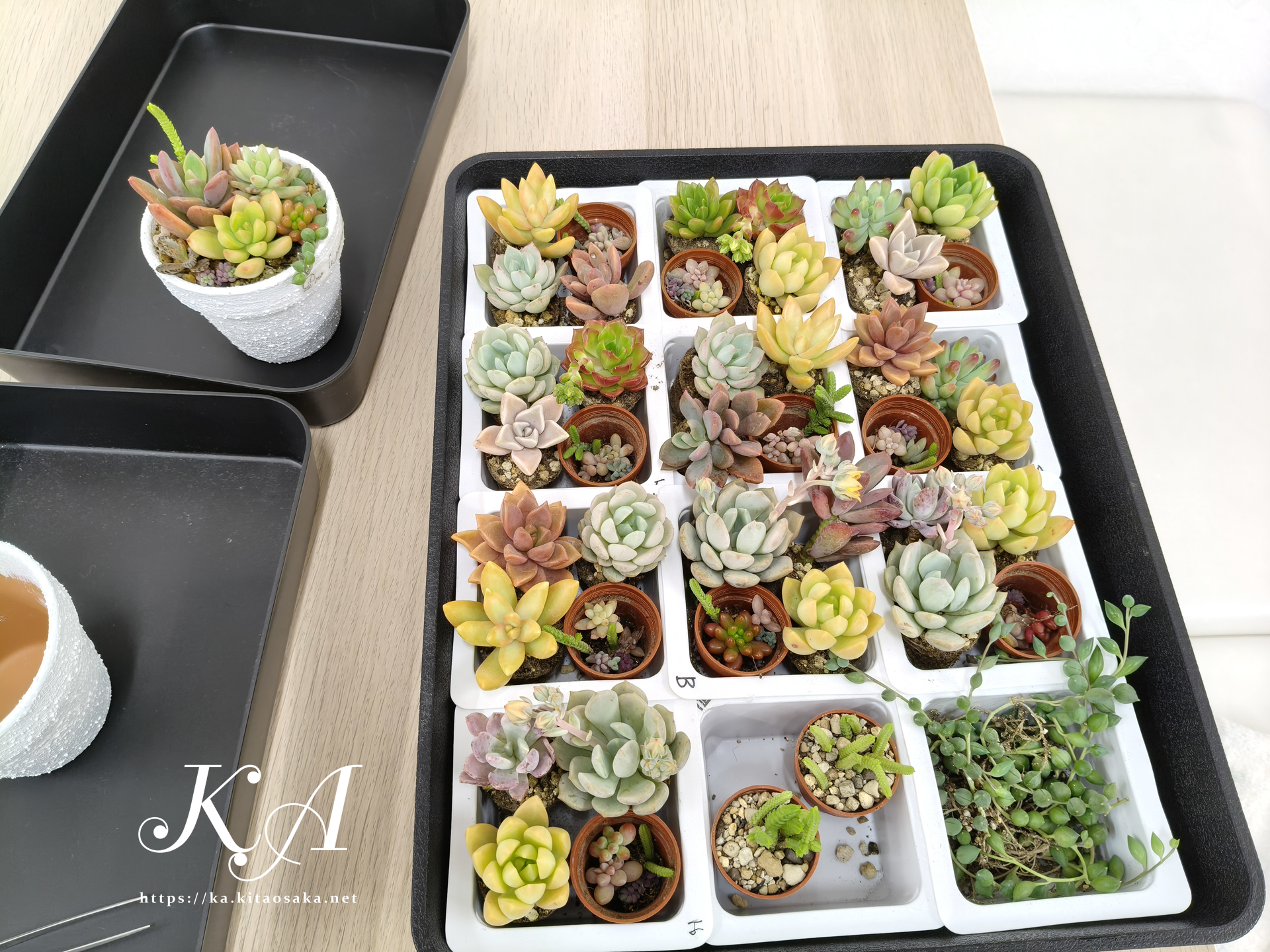 多肉植物の寄せ植え体験＆里親カフェ　里親支援センター　ウェルこころの様子